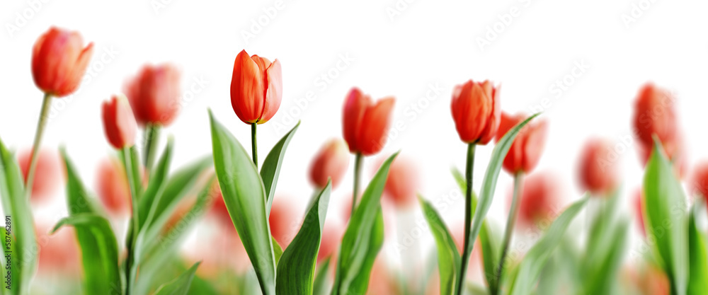 Aufkleber group of red beautiful tulips isolated on transparent background. shallow depth of field. 3d render.