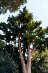 Fototapeta premium green fluffy tree in the forest