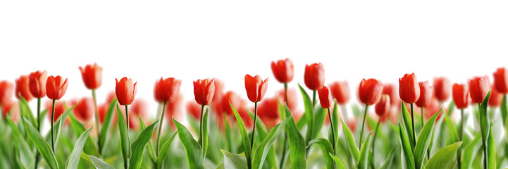 Obraz premium Group of red beautiful tulips isolated on transparent background. Shallow depth of field. 3D render.