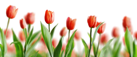 Group of red beautiful tulips isolated on transparent background. Shallow depth of field. 3D render.