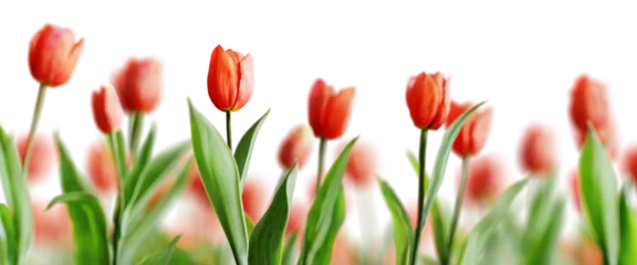 Fotobehang Group of red beautiful tulips isolated on transparent background. Shallow depth of field. 3D render. © schab