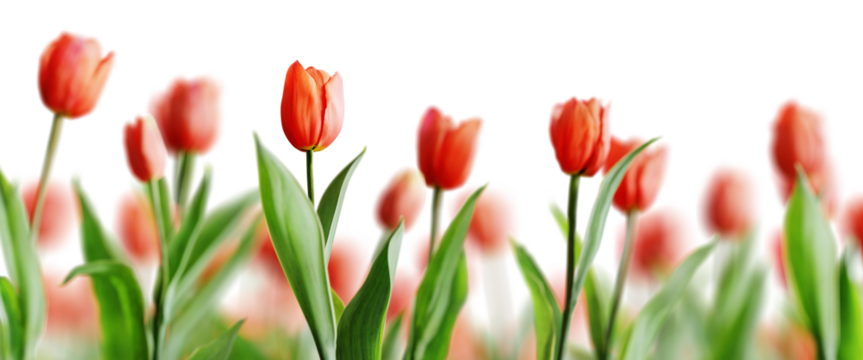 Group of red beautiful tulips isolated on transparent background. Shallow depth of field. 3D render. - Powered by Adobe