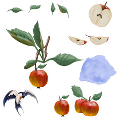 Set of apples. Red apples, sliced ​​apples, whole apples, apple tree branches, leaves, watercolor background