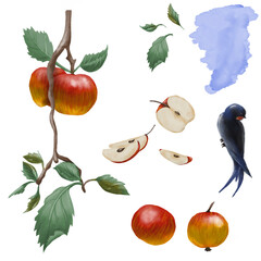 Set of apples. Red apples, sliced ​​apples, whole apples, apple tree branches, leaves, watercolor background