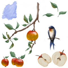 Set of apples. Red apples, sliced ​​apples, whole apples, apple tree branches, leaves, watercolor background