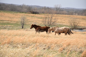 Fototapeta na wymiar Horses in a Field