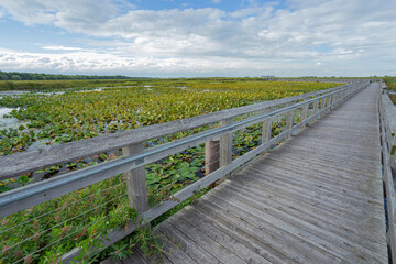 Fototapeta na wymiar Point Pelee Boardwalk at the southern tip of Ontario, Canada