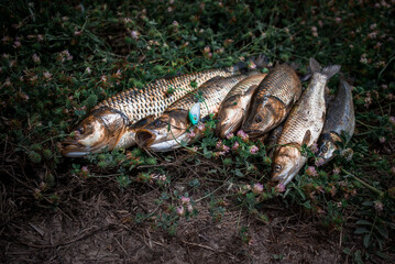 Front view of chub fishes (Leuciscus cephalus) on a green lawn. Fishing lures on the chub fishes. Chubs with spinning.