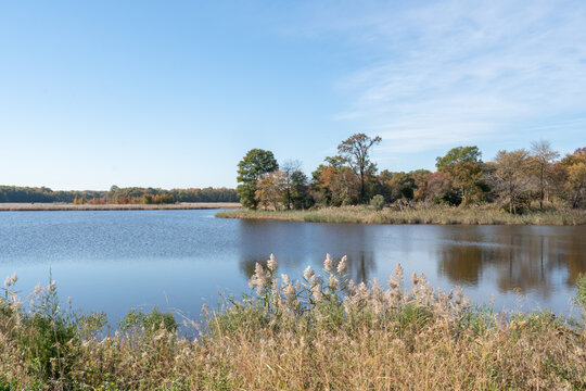 waterfront grasses and reeds, trees and shrubs on the distant shore, surround a freshwater coastal lake in the fall autumn season with plants a dried brown color and deciduous leaves changing