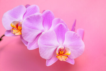 Fototapeta na wymiar A branch of purple orchids lies on a pink background 