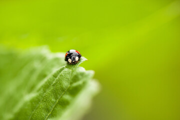 Naklejka premium Ein Marienkäfer läuft auf dem Rand eines Blattes entlang.