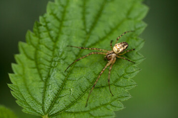 Eine Spinne sitzt auf einem grünen Blatt. - obrazy, fototapety, plakaty