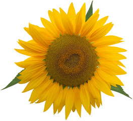 Fototapeta premium PNG Sunflower Isolated Flower Head