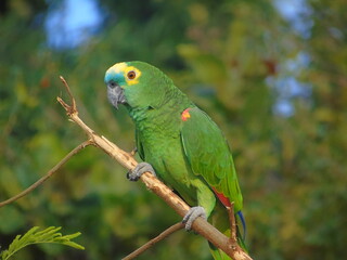 Parrot on a branch