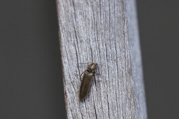Click Beetle on wood post
