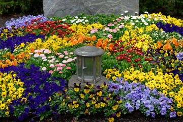 Viola Bellis perennis pink daisies and multicolored violets as spring planting on a grave