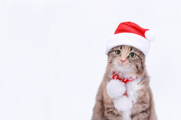 Cat in Christmas hat on a white background. Beautiful Kitten with green eyes in Santa Claus xmas red hat. Cat with Santa hat waiting for Christmas. Happy New Year