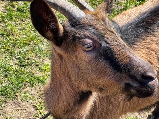 Fototapeta premium portrait of a donkey