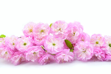 Obraz na płótnie Canvas Branch with pink flowers isolated on a white background. Copy space. Prunus triloba blossom ( flowering plum, flowering almond). 