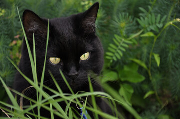 portrait of black cat in the green grass outdoors