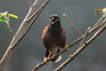 Angry Common Hill Myna bird (brown body) at garden of Bangladesh.
