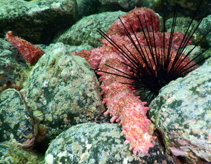 Costa Rica Pacific sea life