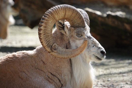 Urial mouflon &agrave; grandes cornes