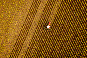 Aerial View of a Tractor Tilling the Rows of Daffodils in a Farm Field. An annual event in springtime is the tilling of the Daffodil fields to combat weeds and to help with irrigation of the flowers. - 587472094