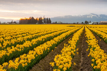 Fototapeta premium Blooming Daffodil Fields in the Skagit Valley, Washington. Blossoming daffodils are the first signs of spring in the Pacific Northwest and in the Skagit Valley they precede the tulips by about a week.