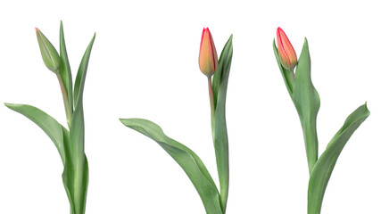 A set of tulips in different angles on a white background.
