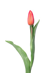 Obraz premium Tulip on a white background