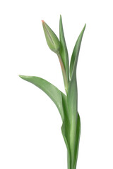 Tulip on a white background