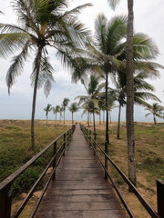 Fototapeta na wymiar Caminho de madeira até a praia, cercado de coqueiros