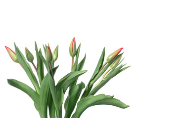 Tulips on a white background. green buds