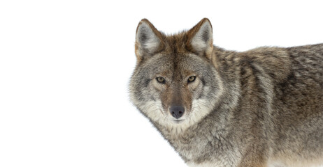Obraz premium Majestic Headshot of Wild Coyote in the Snowy Wilderness, A stunning portrait of a coyote against a pure white backdrop captures the essence of winter wildlife. Wildlife Photography. 