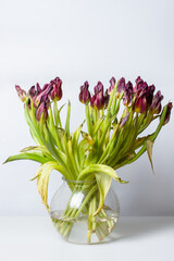 wilted flower. Wilted tulips in a vase on a light background.