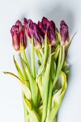 wilted flower. Wilted tulips on a light background.