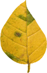Gordijnen Close-up of dry yellow leaf © vectorfusionart