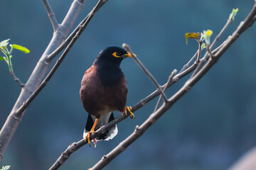 Common Hill Myna (brown body) at garden of Bangladesh.