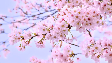 桜の開花イメージ　