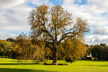 Oak tree in Autumn sunshine,