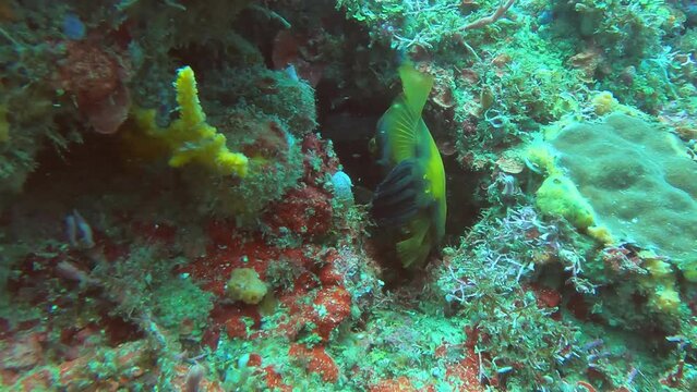 trigger fish hidding in the reef 