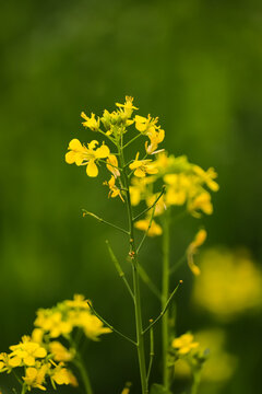 Mustard plants flower fields is full blooming, Yellow mustard flowers in the garden