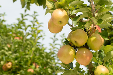 Apples hanging on a tree in a sunny day, copy space.