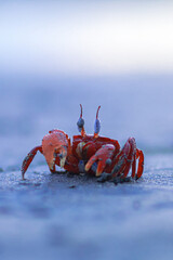 Red crab on the beach, Eyestalks let these crabs check for predators from a burrow opening without exposing their body.  © KABBO