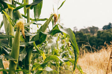 Corn growing on a farm. Copy space. Concept of eco-friendly organic farm.