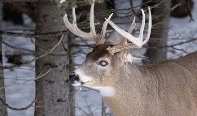 Majestic One-Eyed Buck: A Portrait of a White-Tailed Deer with Antlers and an Eye Disease, Captivating close-up shot of a magnificent buck with one eye damaged, captured in its natural habitat.  