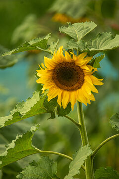 Sunflower in bloom during daylight at Bangladesh, By Mahmudur Rahman