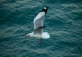 Flying seagull in blue sea at Saint Martin island, Bangladesh, Flying birds.