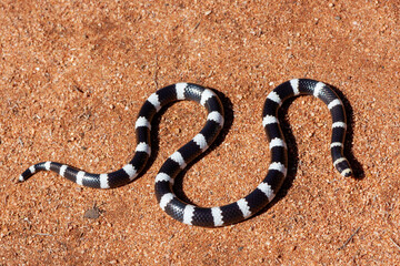 Australian Bandy Bandy snake on red soil